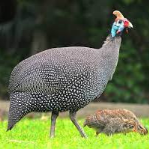GUINEA HEN - MEAT (3.0LBS) image 2