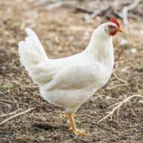 WHITE CHICKEN WITHOUT SKIN - MEAT (3.0LBS) image 2