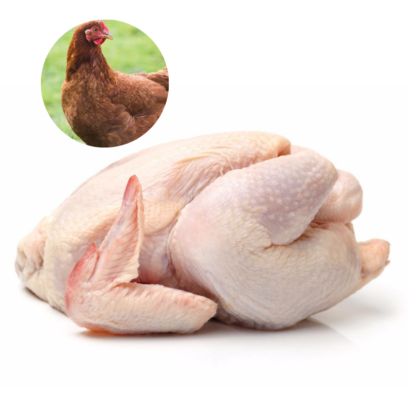 RED FEMALE CHICKEN - MEAT (3.0LBS) image 0