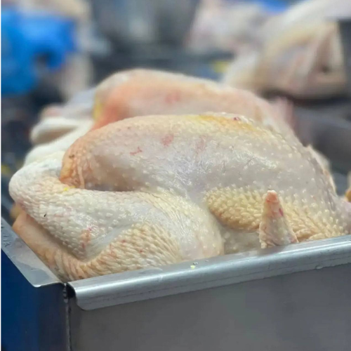 RED FEMALE CHICKEN - MEAT (3.0LBS) image 4
