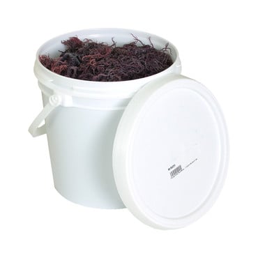 Purple Irish Sea Moss - 1 Gallon Bucket 2 lbs image 0