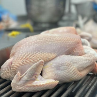 RED FEMALE CHICKEN - MEAT (3.0LBS) image 1