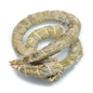 FROZEN BOBOLO (0.22LBS) image 0