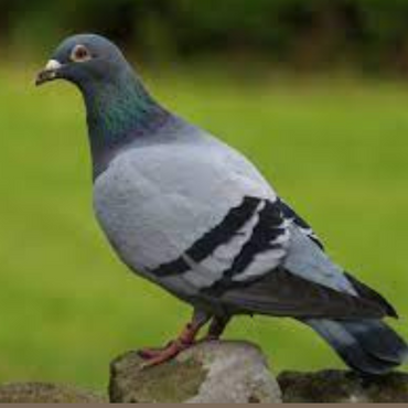 BABY PIGEON - MEAT (3.0LBS) image 1