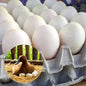 DUCK EGG CRATE (30) (4.0LBS) image 0
