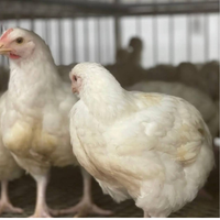 WHITE CHICKEN - MEAT (3.0LBS) image 2