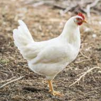 WHITE CHICKEN WITHOUT SKIN - MEAT (3.0LBS) image 2