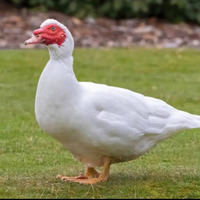 DUCK - MEAT (3.0LBS) image 3
