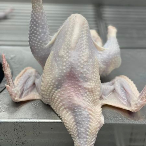 RED MALE CHICKEN - MEAT (3.0LBS) image 1