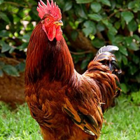 RED MALE CHICKEN - MEAT (3.0LBS) image 2