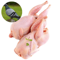 BABY PIGEON - MEAT (3.0LBS) image 0