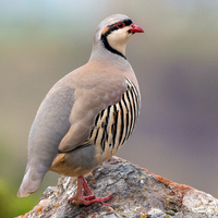 CHUKAR - MEAT (3.0LBS) image 1