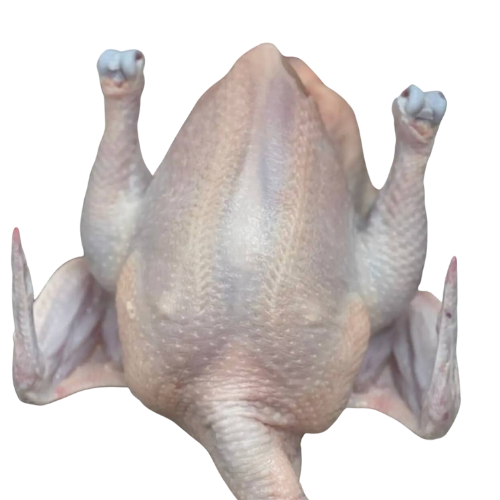WHITE CHICKEN - MEAT (3.0LBS) image 4