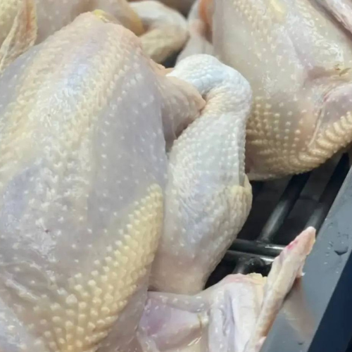 WHITE CHICKEN - MEAT (3.0LBS) image 1
