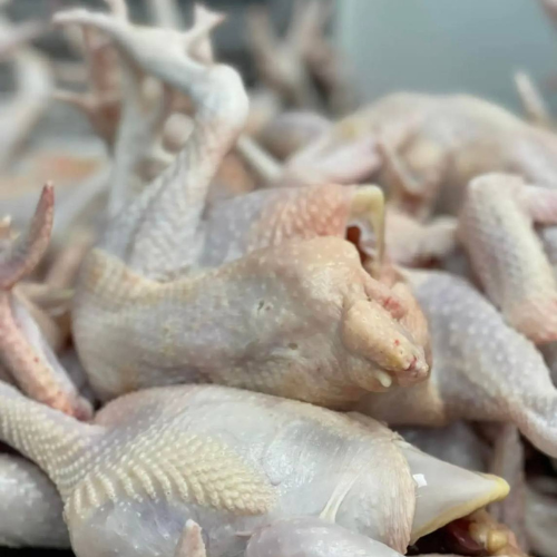RED FEMALE CHICKEN - MEAT (3.0LBS) image 3