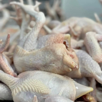 RED FEMALE CHICKEN - MEAT (3.0LBS) image 3